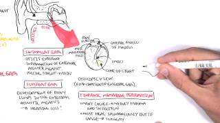 Anatomy  Middle Ear [upl. by Deragon]