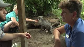 Lake Wales Critter Tales  Melanistic Red Fox [upl. by Ashok]