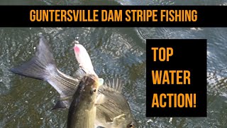 Stripe Fishing Guntersville Dam  Top water [upl. by Hendrika]