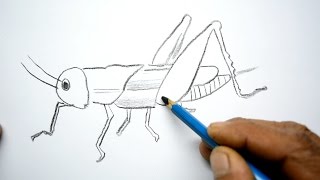 How to Draw a Grasshopper [upl. by Glennon346]