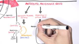 Microbiology  Bacteria Antibiotic Resistance [upl. by Riddle17]