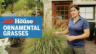 All About Ornamental Grasses  Ask This Old House [upl. by Jacinthe543]