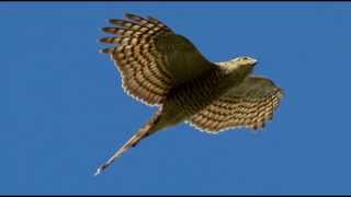 Sparrowhawk Bird Call Bird Song [upl. by Ernst329]