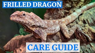 Frilled Dragon InDepth Care Guide [upl. by Ariuqahs743]