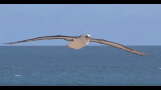 Saving Albatrosses  How to Reduce Seabird Bycatch  Tuna Longline Fisheries  English [upl. by Padegs740]