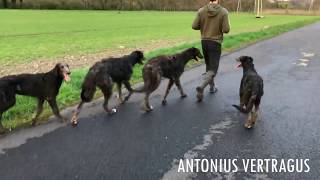 5 months deerhound puppy move [upl. by Llednov]