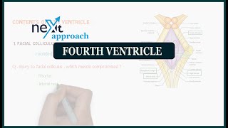 Fourth ventricle  neuroanatomy [upl. by Slade286]