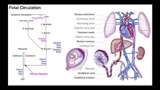 Overview of Fetal Circulation [upl. by Nauqas]