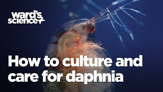 Caring and Culturing for Daphnia [upl. by Egide]