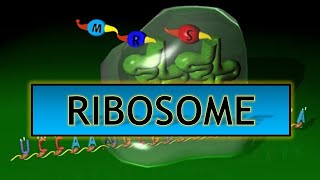 Ribosome  Structure amp Function in Detail ppt [upl. by Genaro]