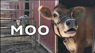 COW SOUNDS REAL COWS FOR KIDS COWS GO MOO COMPILATION [upl. by Girand675]