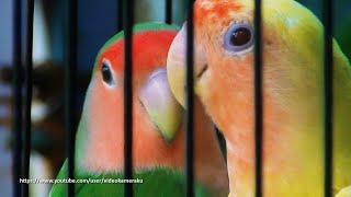 Peach Faced Lovebird Sounds 4 Hours  Wild Green amp Lutino [upl. by Pomeroy838]