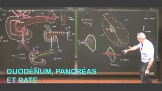 Anatomie du duodénum pancréas et rate Abdomen 2 [upl. by Annaoj247]