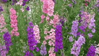 How to Grow Larkspur [upl. by Sibbie665]