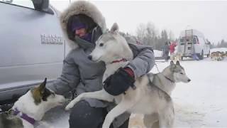 Sled dog Musher Documentary [upl. by Euqinahs]