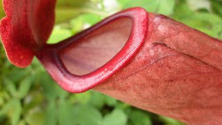 NEPENTHES CARE CONDITIONS  Carnivorous Plant Feeding [upl. by Torr]