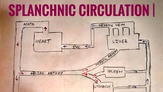 Splanchnic circulation  med tutorials [upl. by Persson712]