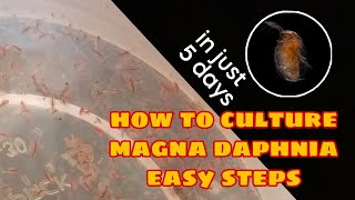 How to Culture Magna Daphnia Easily [upl. by Nessie87]