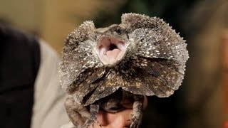 3 Care Tips for Frilled Dragons  Pet Reptiles [upl. by Maxentia]