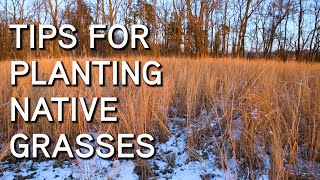 Native Grasses  Tips For Planting [upl. by Verine]