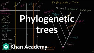 Understanding and building phylogenetic trees  High school biology  Khan Academy [upl. by Moira]