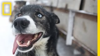 Sled Dogs More Than Meets the Eye  National Geographic [upl. by Dianna]