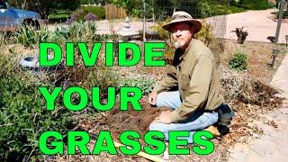 How to Divide and Propagate Ornamental Grass [upl. by Korry233]