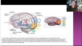 Visual Agnosia Patient [upl. by Nnaear]