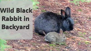 Wild Black Melanistic Rabbit Mini Documentary [upl. by Beller]