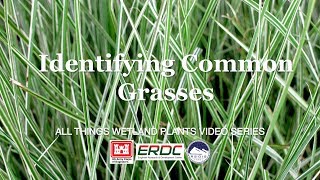 Identifying Common Grasses [upl. by Metah982]