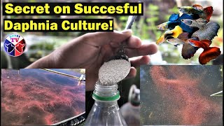 How to Culture Daphnia Successfully [upl. by Akeem17]