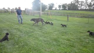 Scottish Deerhound puppies [upl. by Gerdy]