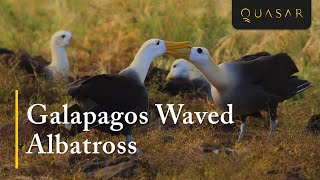 Galapagos Waved Albatross  Largest Sea Bird Video [upl. by Yendahc]