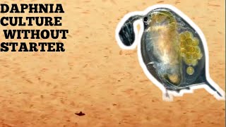 HOW TO CULTURE DAPHNIA NATURALLY WITHOUT A STARTER [upl. by Anett487]