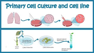 Primary Cell culture and cell line  Cell culture basics [upl. by Nnyluqcaj396]