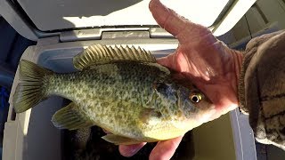 Winter Bluegill and Shellcracker Fishing [upl. by Woehick]