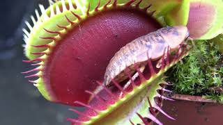 Best Venus Flytrap Trapping Compilation 2018 [upl. by Holmann615]