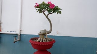 How to repot Adenium  Desert Rose [upl. by Gebhardt572]