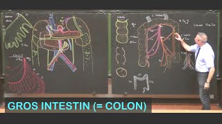 Anatomie du gros intestin colon Abdomen 7 [upl. by Tegan]