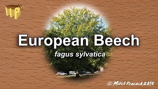 European Beech fagus sylvatica  Mitchs World of Woods [upl. by Acinor]