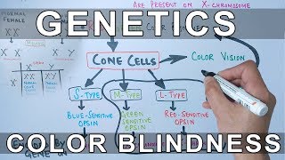 Genetics of Color Blindness [upl. by Ignacio397]