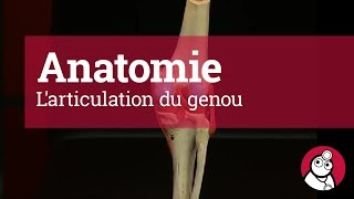 Anatomie Larticulation du genou [upl. by Huntingdon]