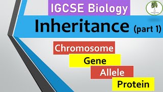 inheritance part 1 Chromosomes genes alleles IGCSE biology [upl. by Genni]