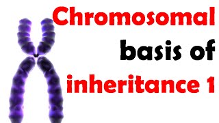 Chromosomal basis of inheritance 1 [upl. by Hallvard234]