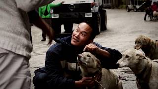 Mushers Camp and Sled Dog Adventure  Skagway Alaska [upl. by Britni]