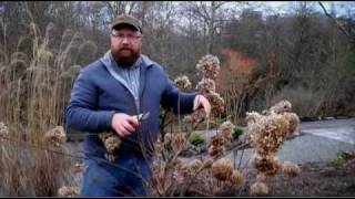 Gardening tips Pruning Hydrangea Paniculata [upl. by Coppola]