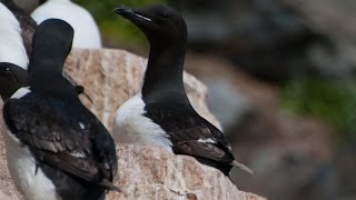 Arctic Marine Life Course Seabirds [upl. by Kimmi]