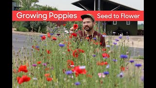 Growing Poppies • From Seed to Flower [upl. by Darra]