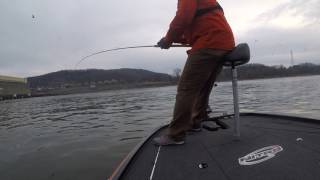 Striped Bass Guntersville Dam 05MAR17 [upl. by Brynna]