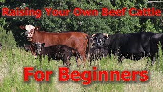 Raising Your Own Beef Cattle For Beginners [upl. by Nyrhtak266]